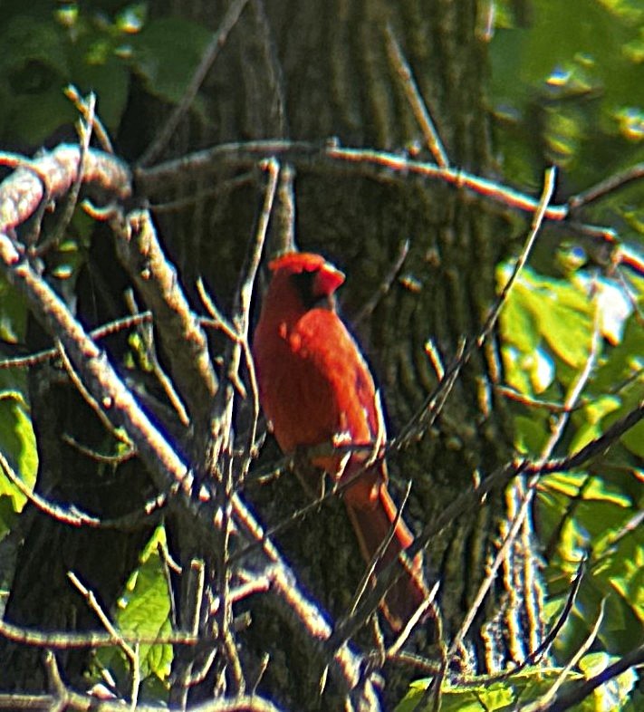 Northern Cardinal - ML636266360