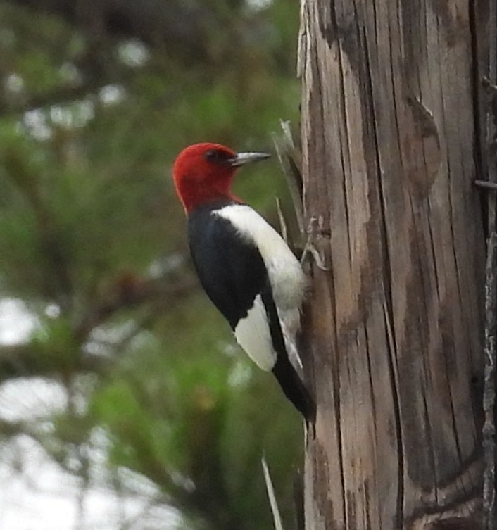 Red-headed Woodpecker - ML636266361