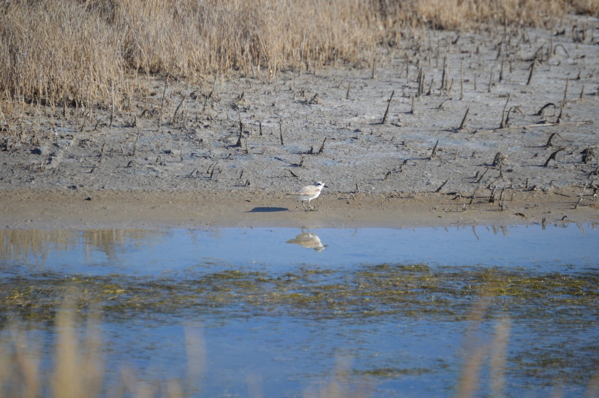 Snowy Plover - ML636266390