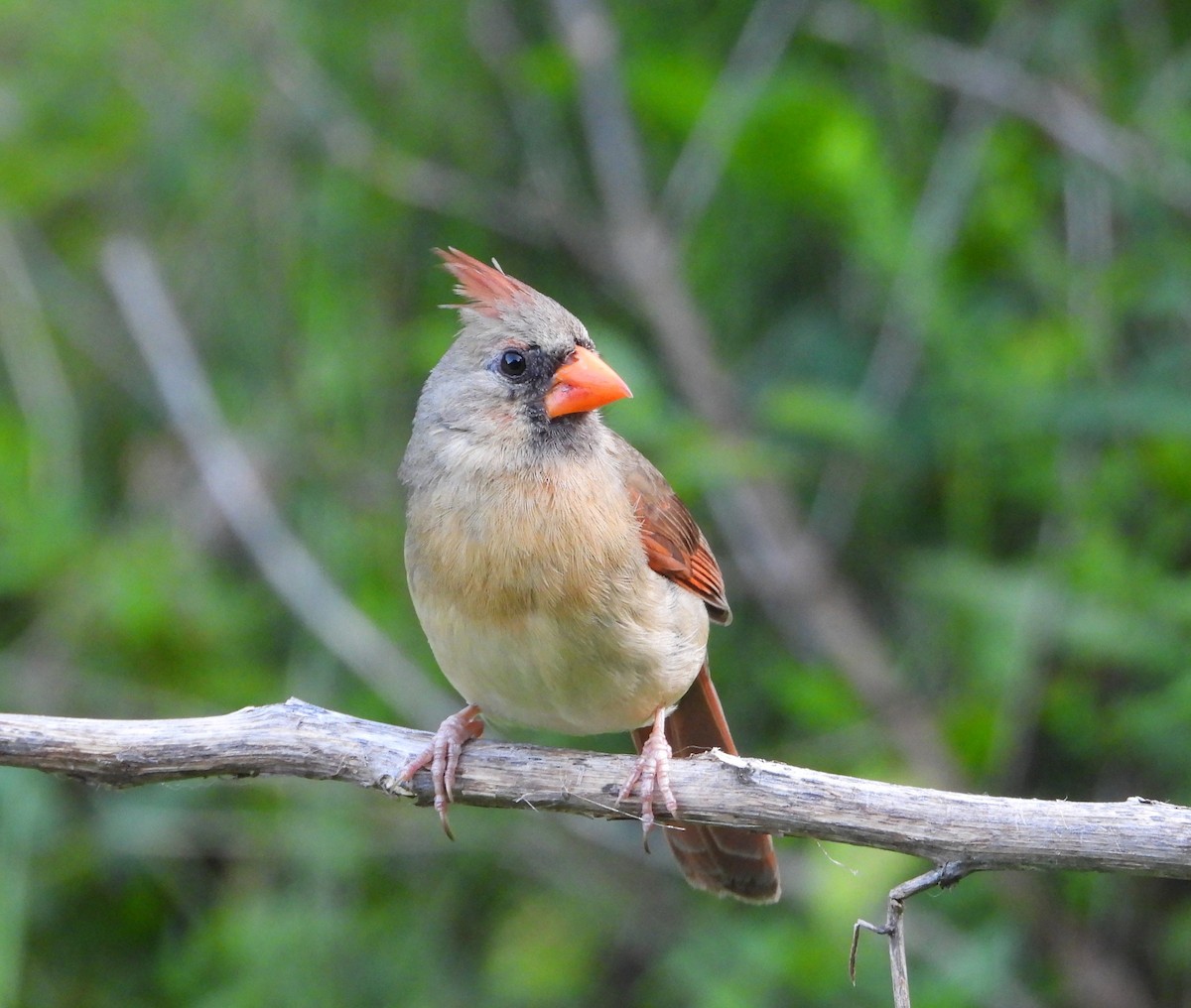 Northern Cardinal - ML636266444