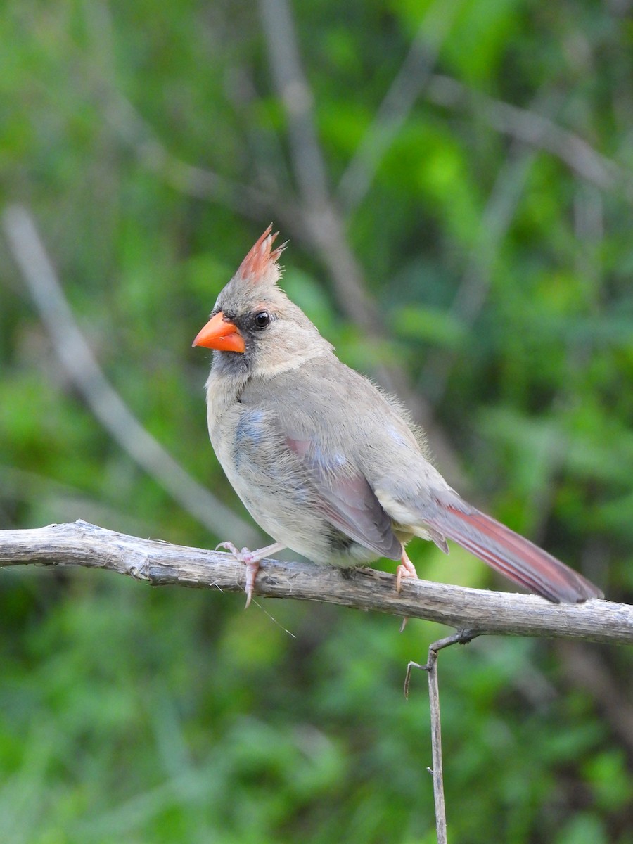 Northern Cardinal - ML636266479
