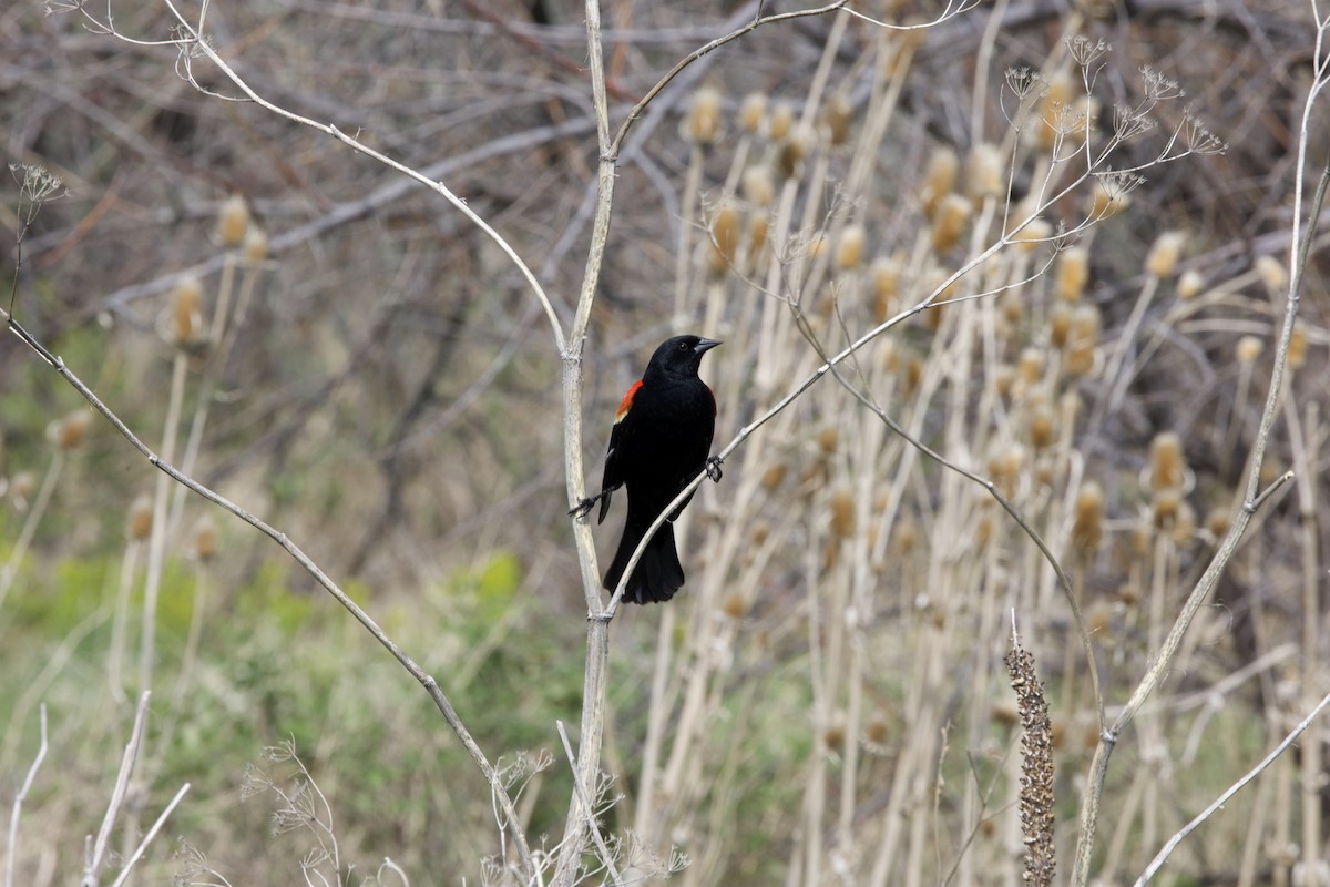 Red-winged Blackbird - ML636266510