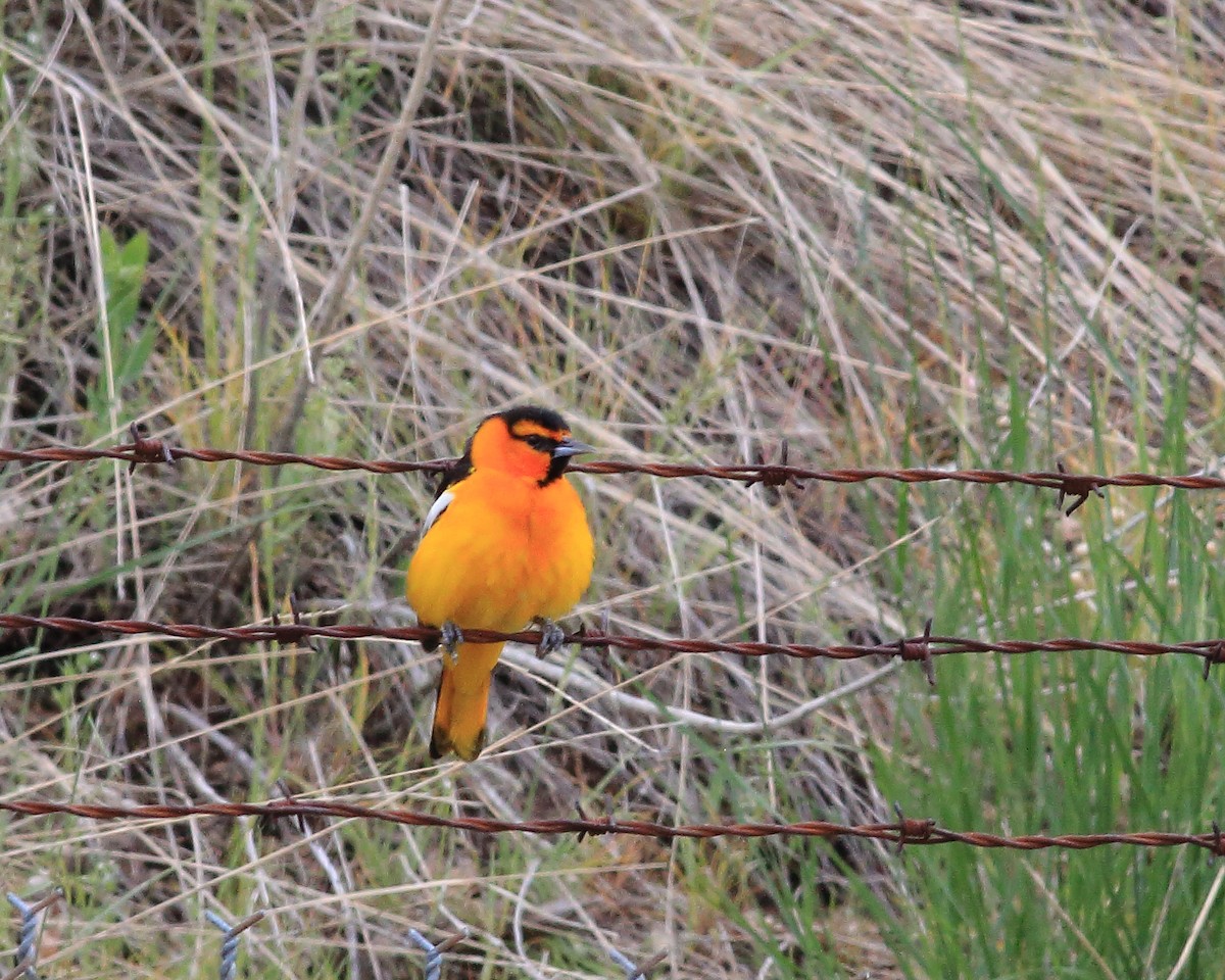 Bullock's Oriole - ML636266598