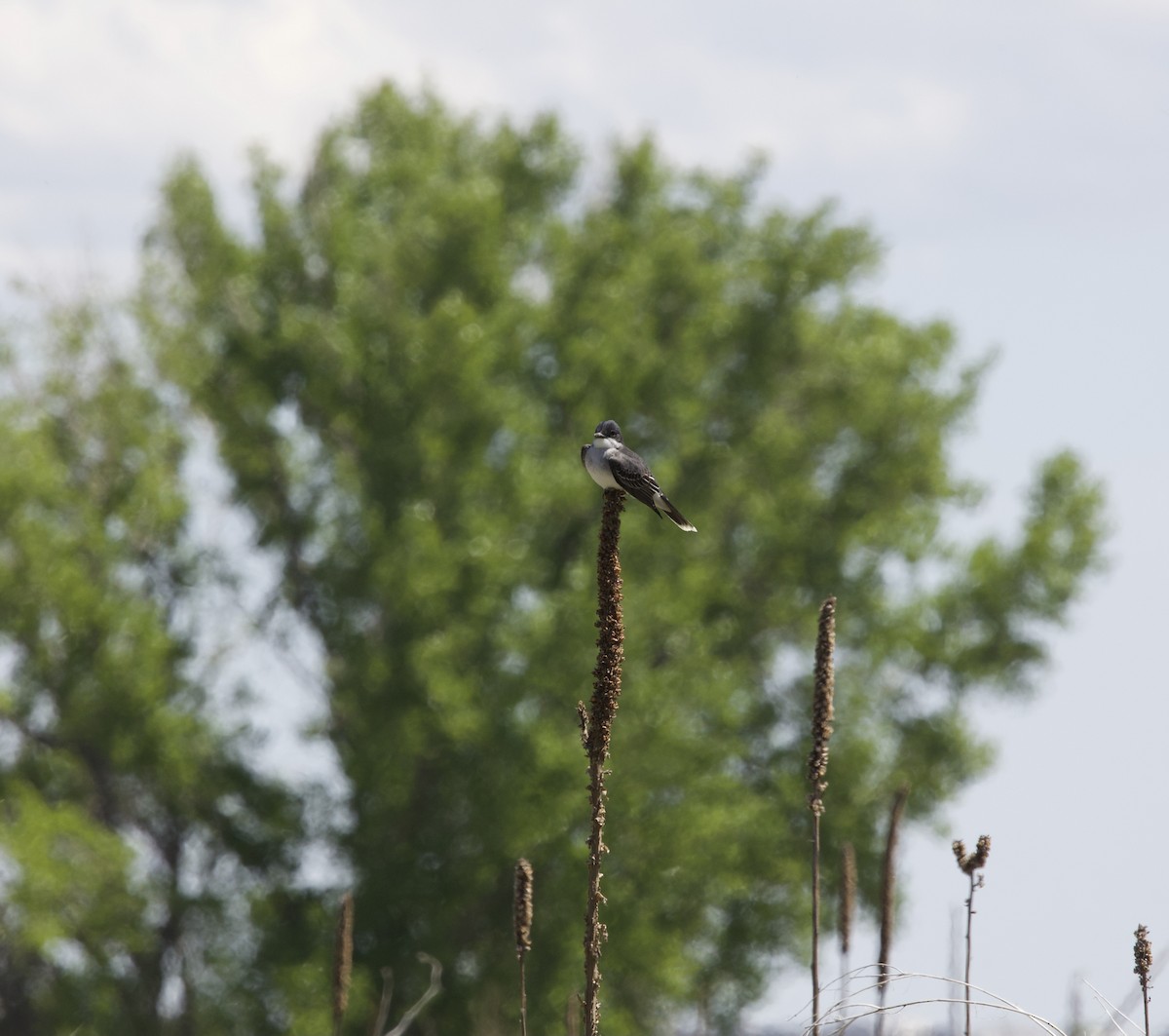 Eastern Kingbird - ML636266600