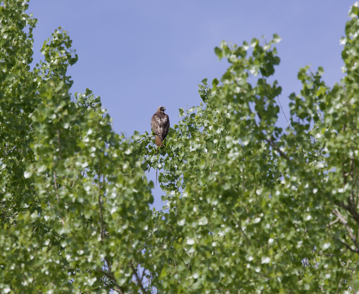 Red-tailed Hawk - ML636266625