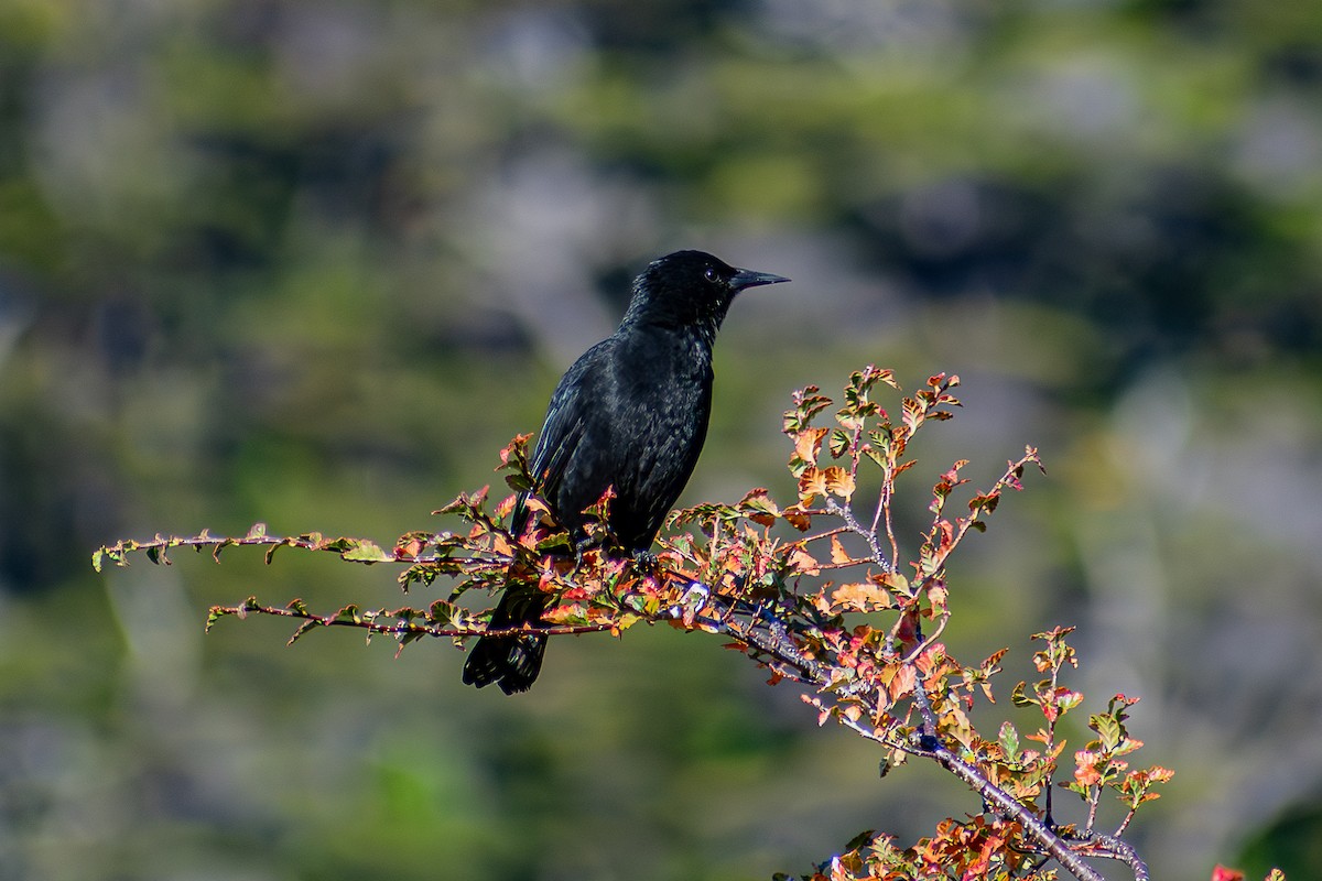 Austral Blackbird - ML636266664