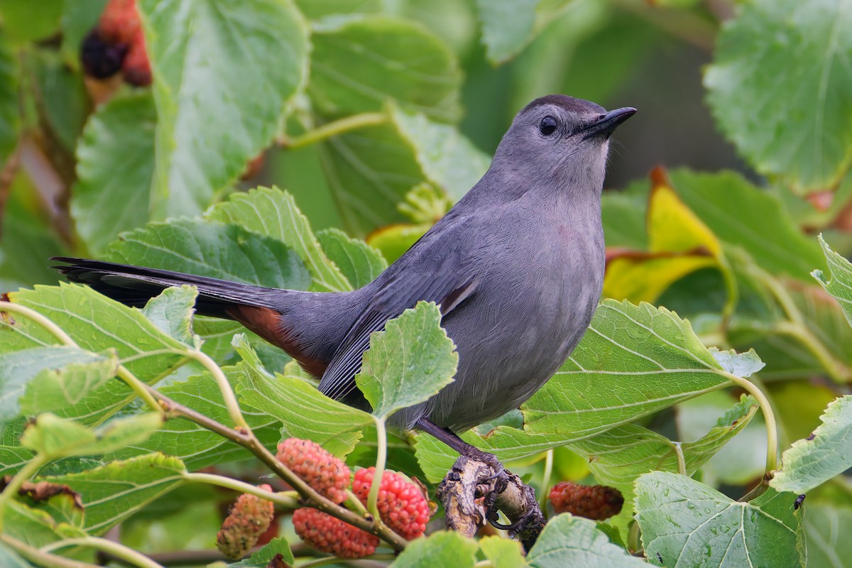Northern Mockingbird - ML636266692