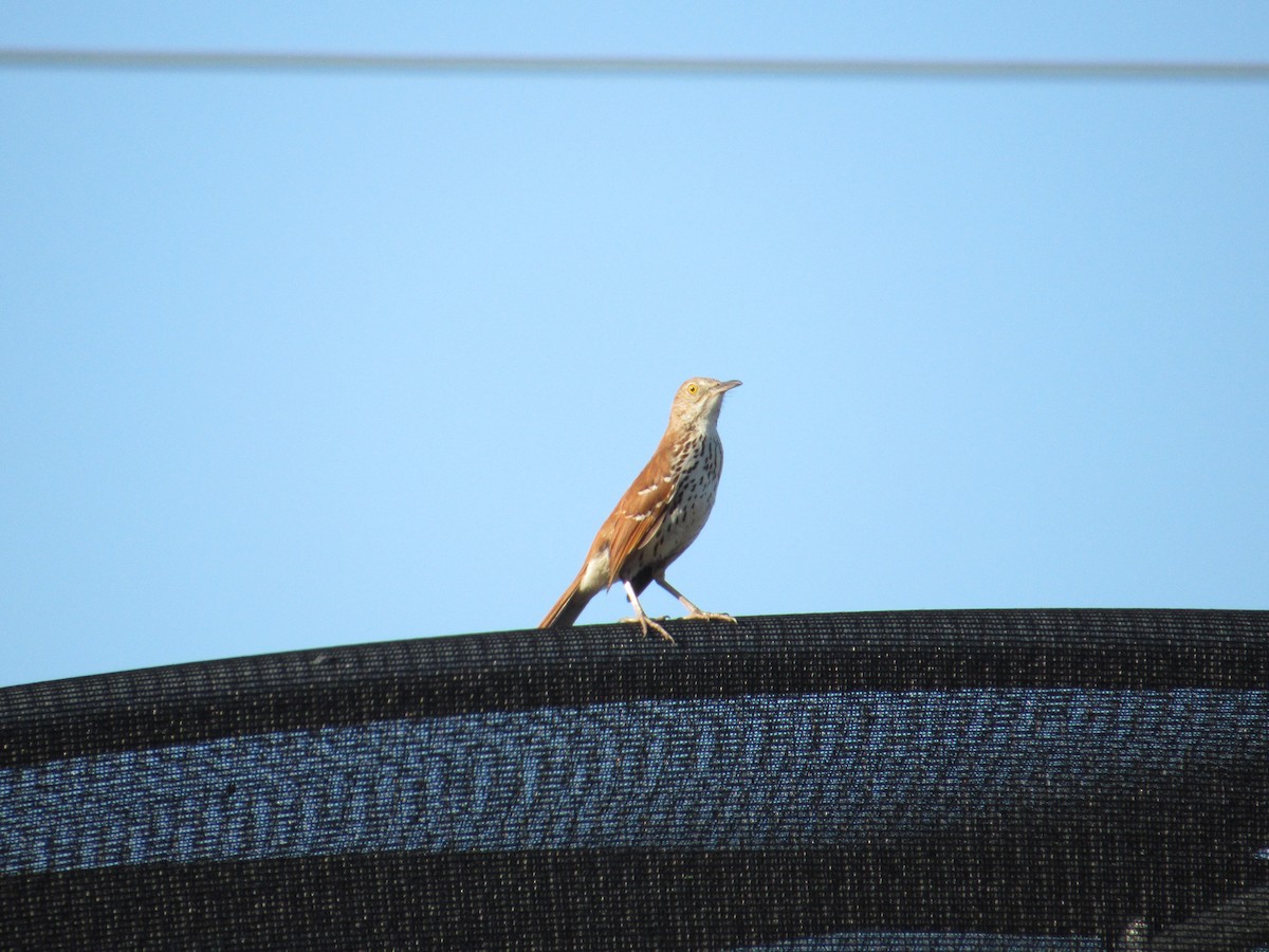 drozdec hnědý - ML636266721