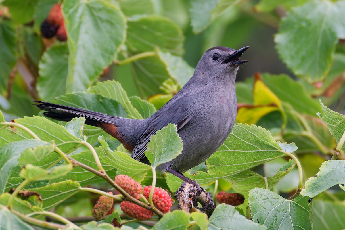Northern Mockingbird - ML636266737