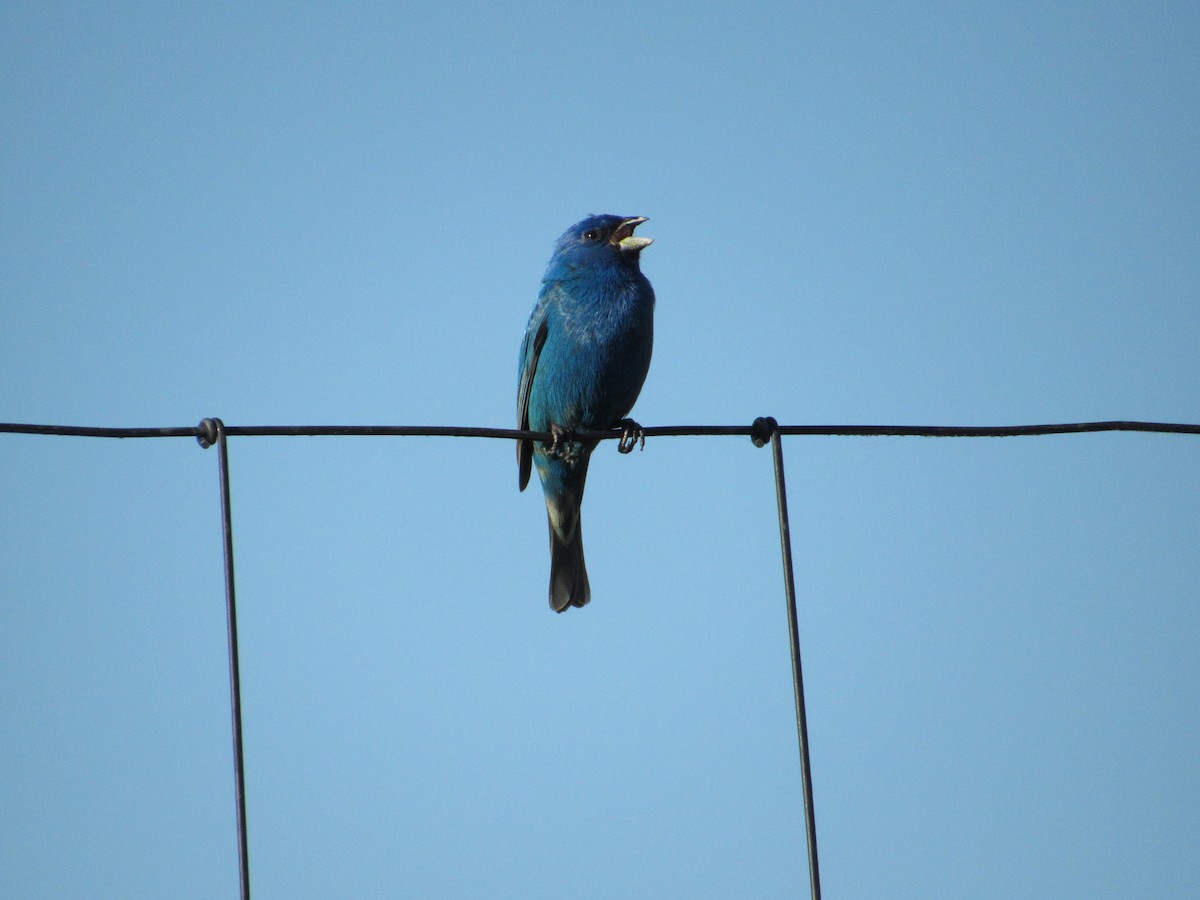 papežík indigový - ML636266741