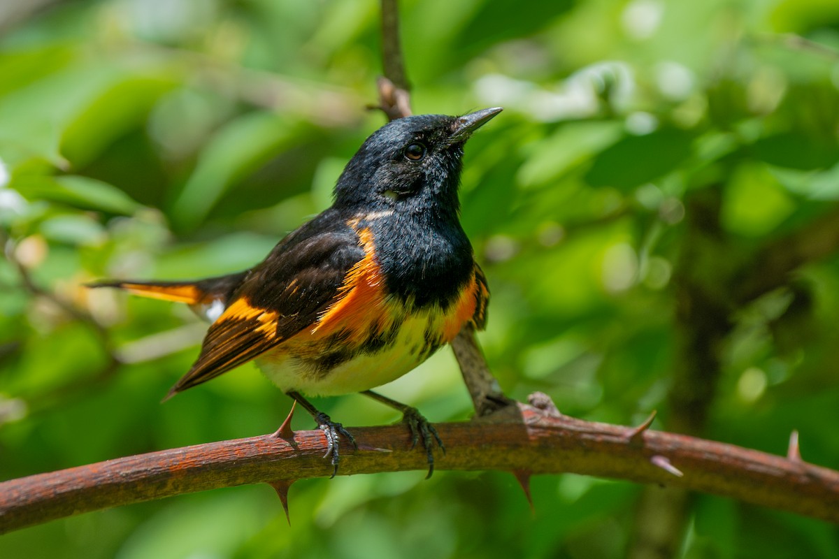 American Redstart - ML636266743