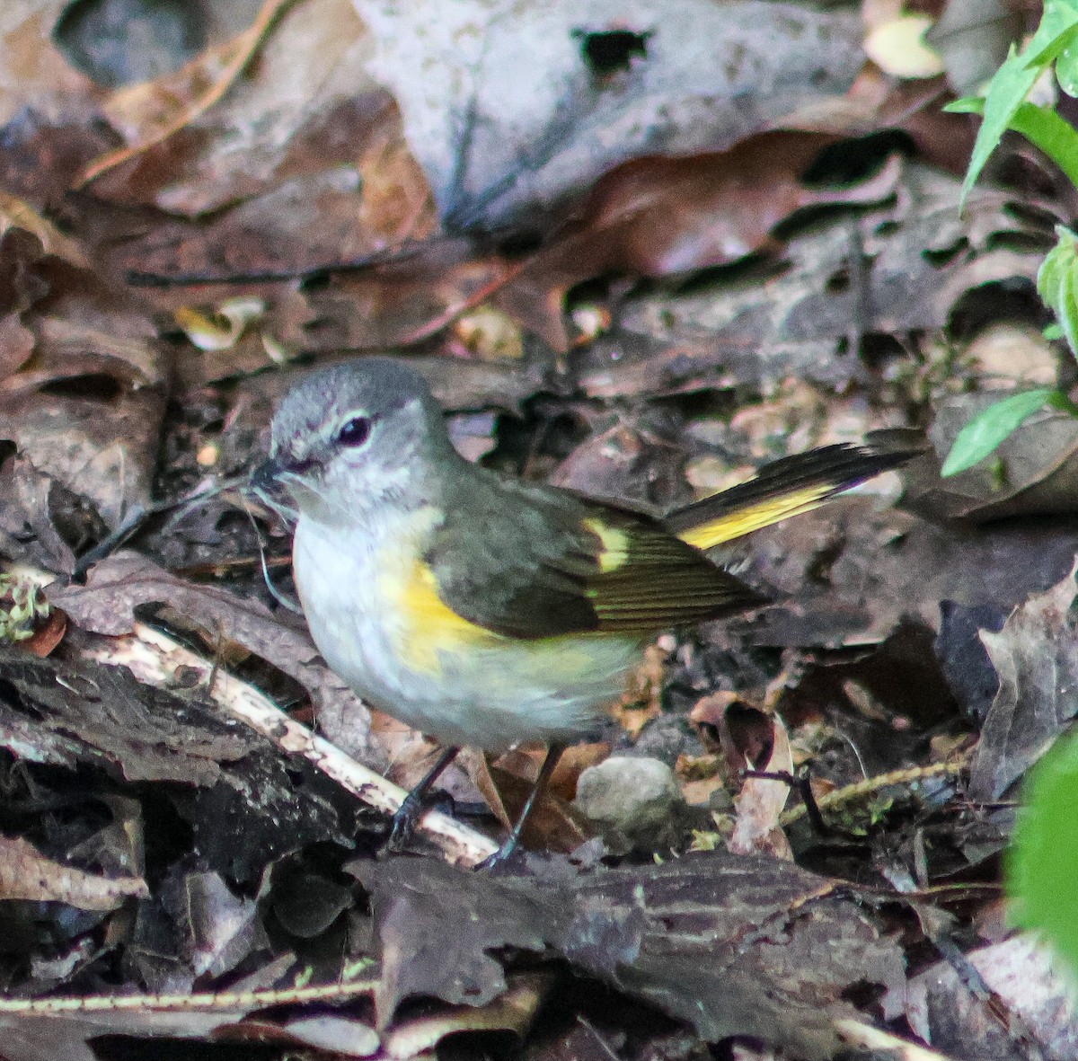 American Redstart - ML636266757