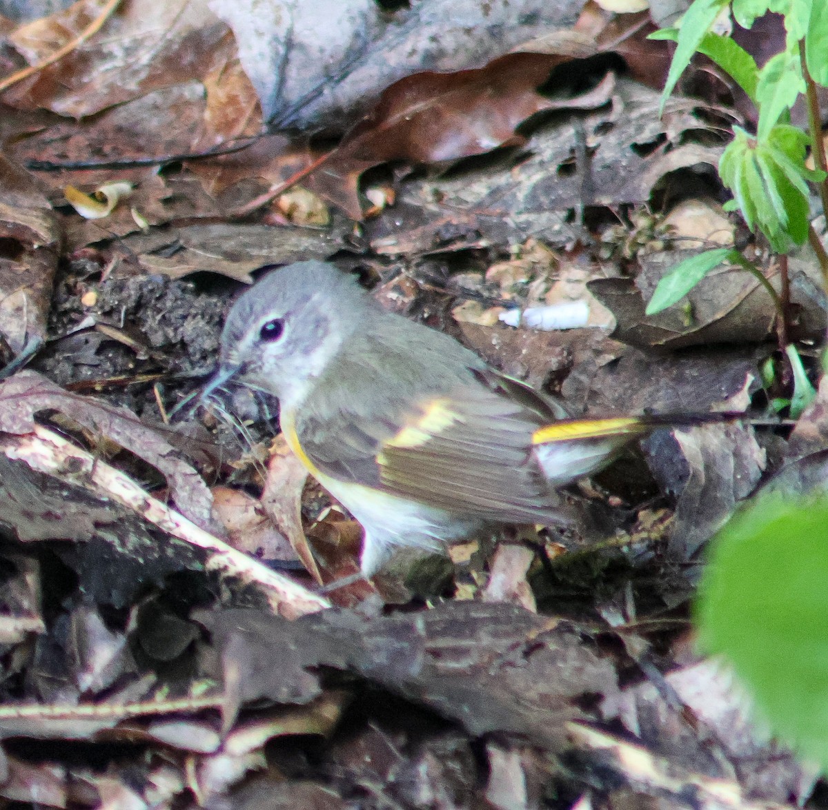 American Redstart - ML636266758