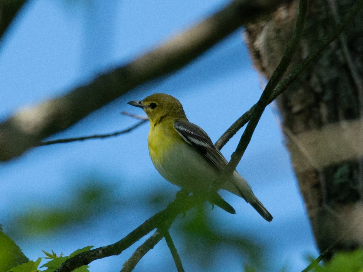 Yellow-throated Vireo - ML636266838