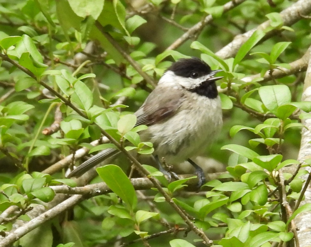Carolina Chickadee - ML636266850