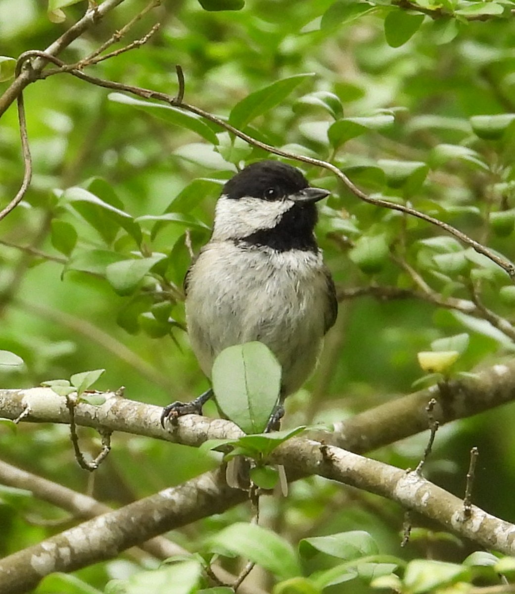 Carolina Chickadee - ML636266851