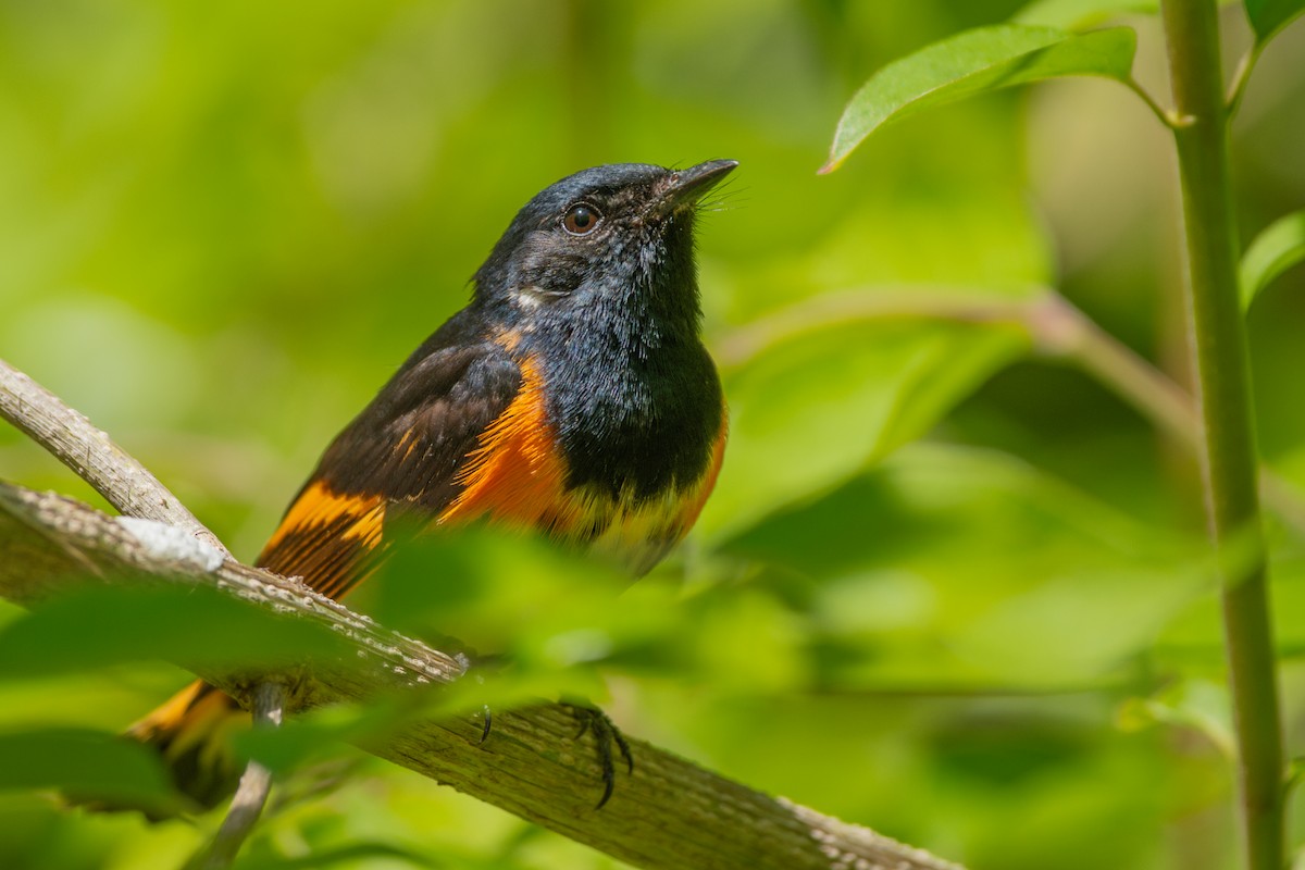 American Redstart - ML636266890