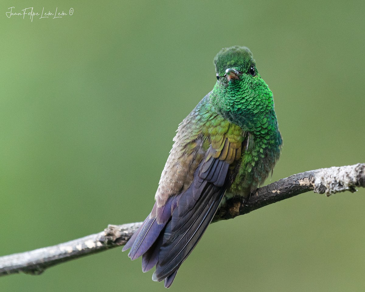 Green-bellied Hummingbird - ML636266908