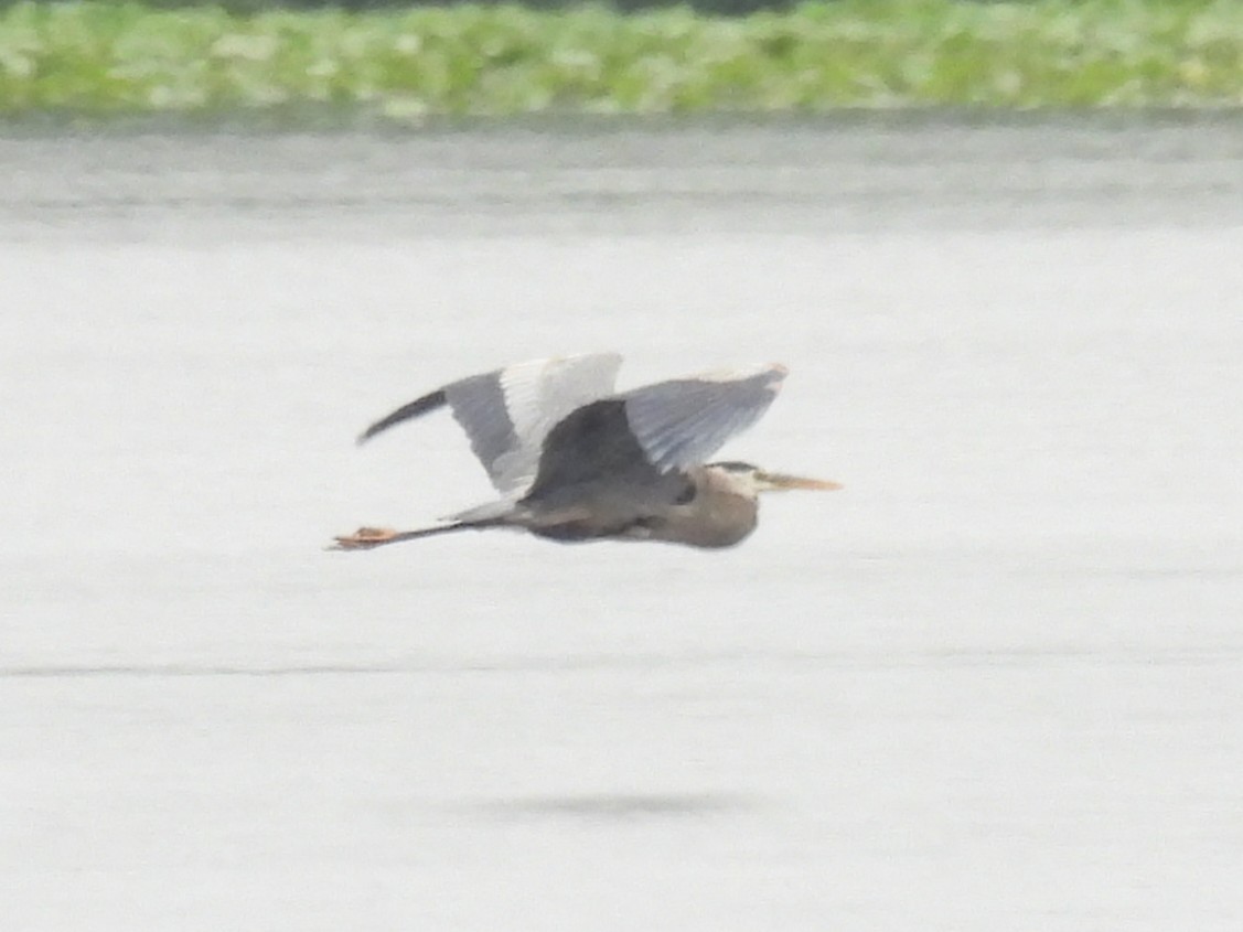 Great Blue Heron - ML636266926