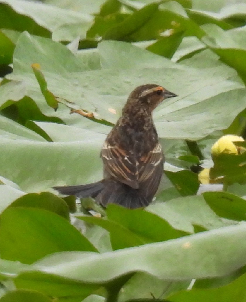 Red-winged Blackbird - ML636266938