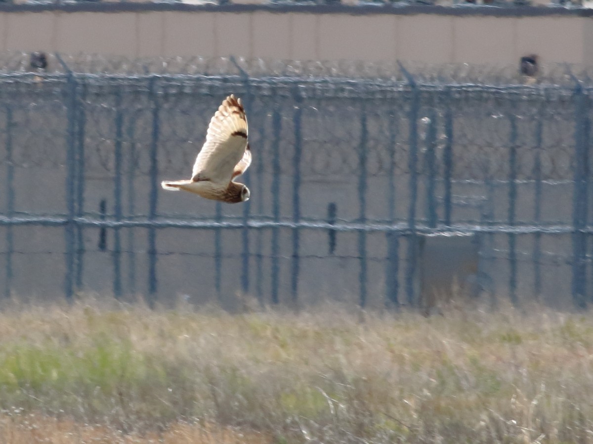 Short-eared Owl (Northern) - ML636266957