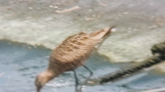 לימוזה אמריקנית - ML636266973