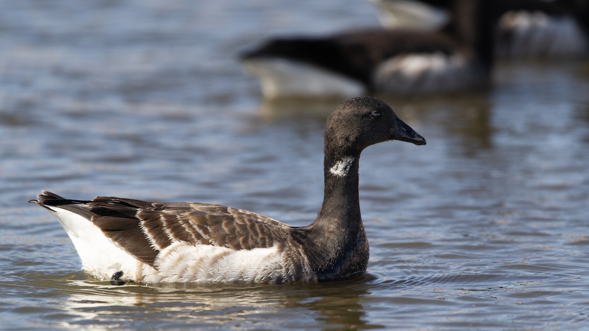 Brant - ML636266980