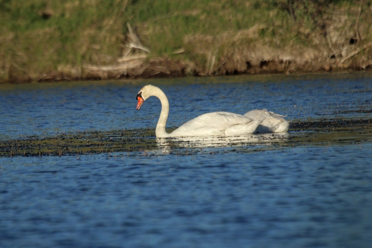 Mute Swan - ML636267007