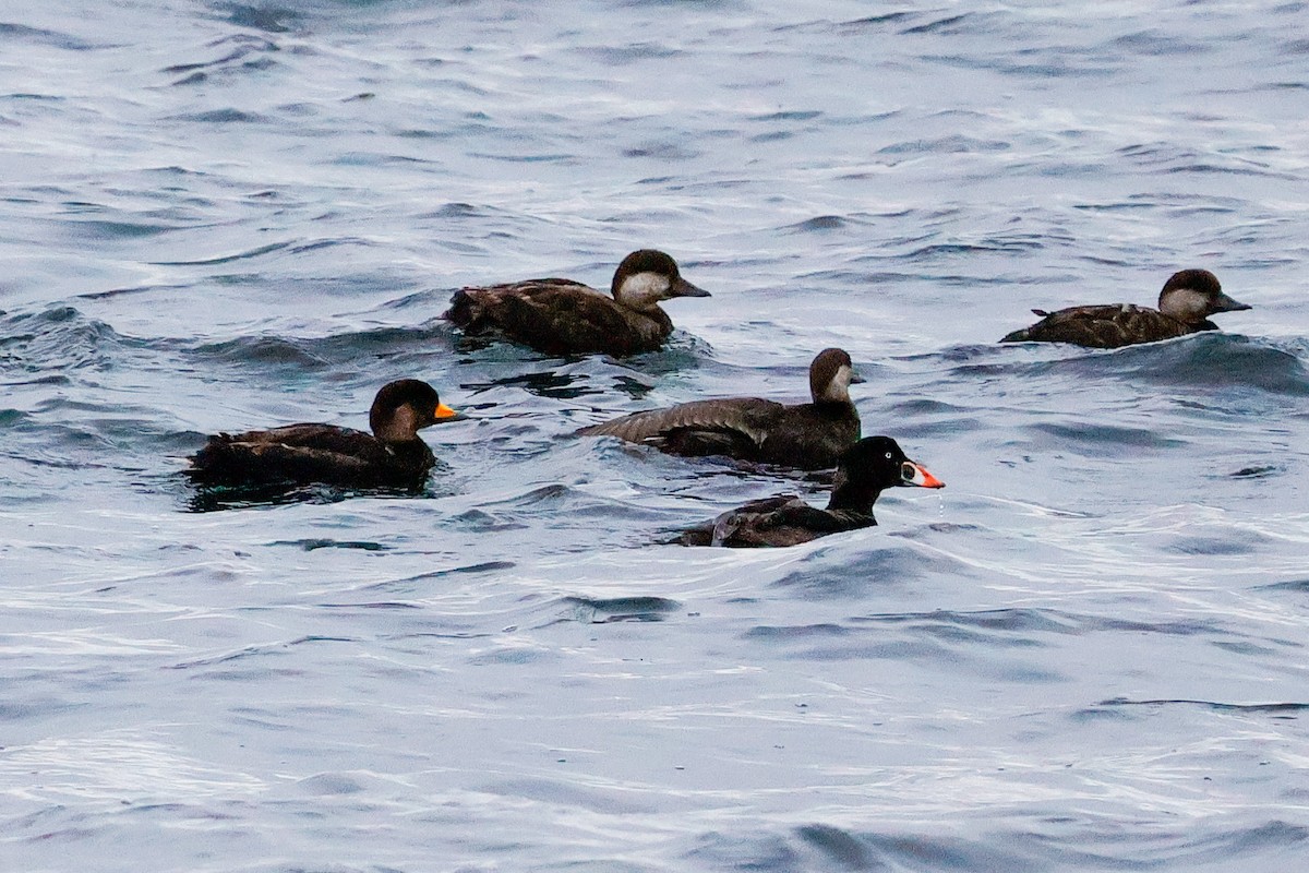 Black Scoter - ML636267011