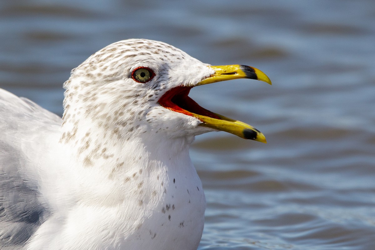 Ring-billed Gull - ML636267023