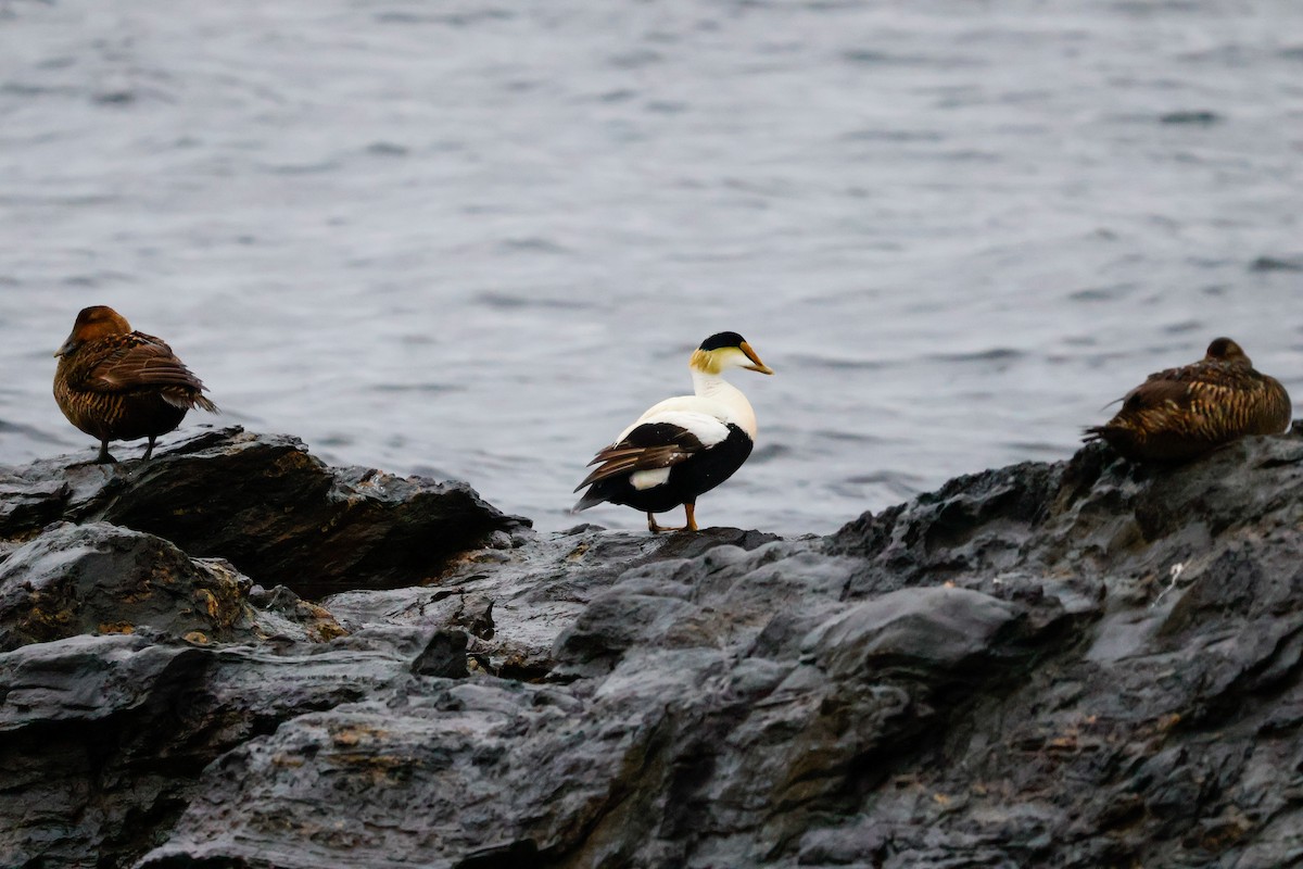 Common Eider - ML636267040