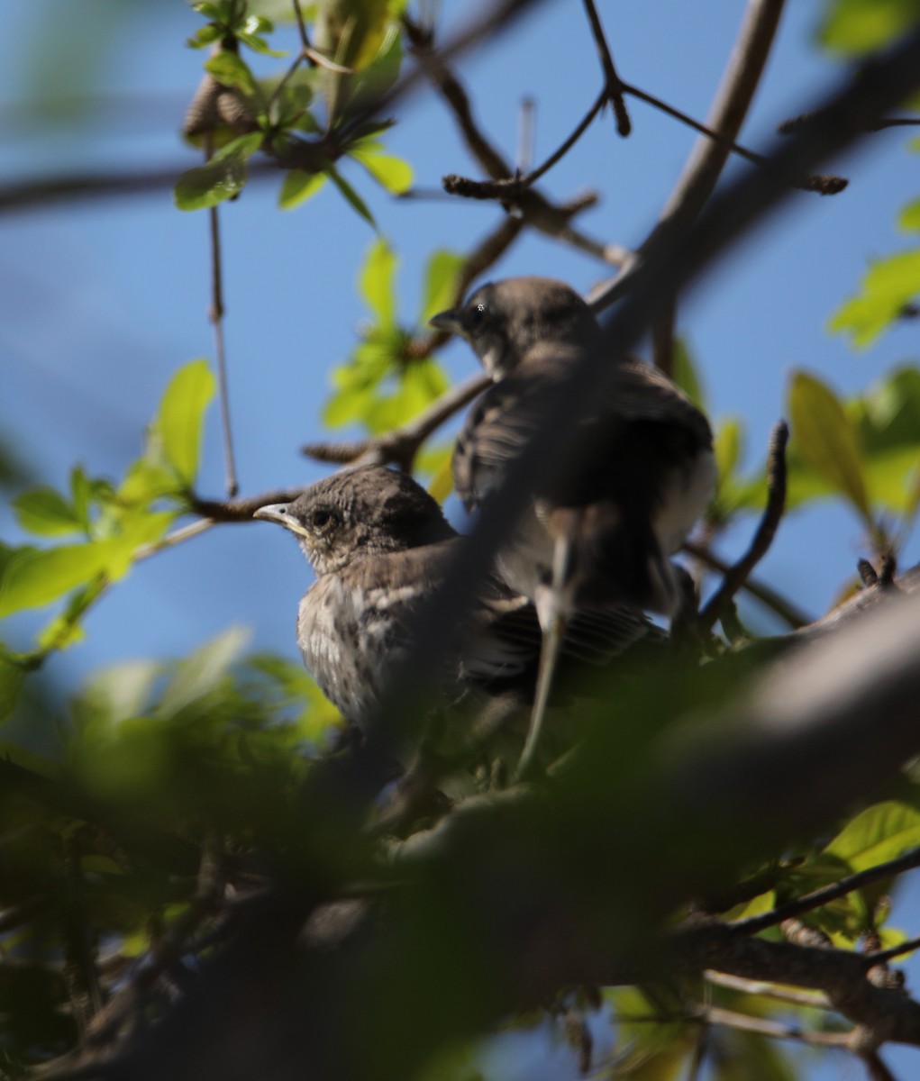 Northern Mockingbird - ML636267043