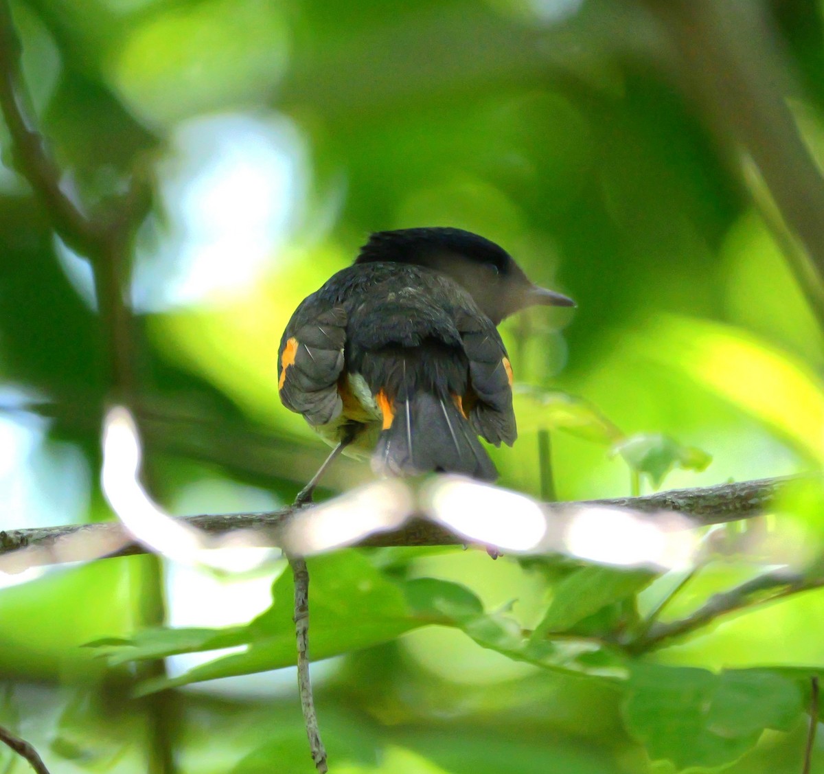 American Redstart - ML636267079