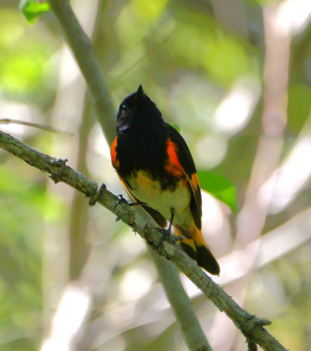 American Redstart - ML636267080