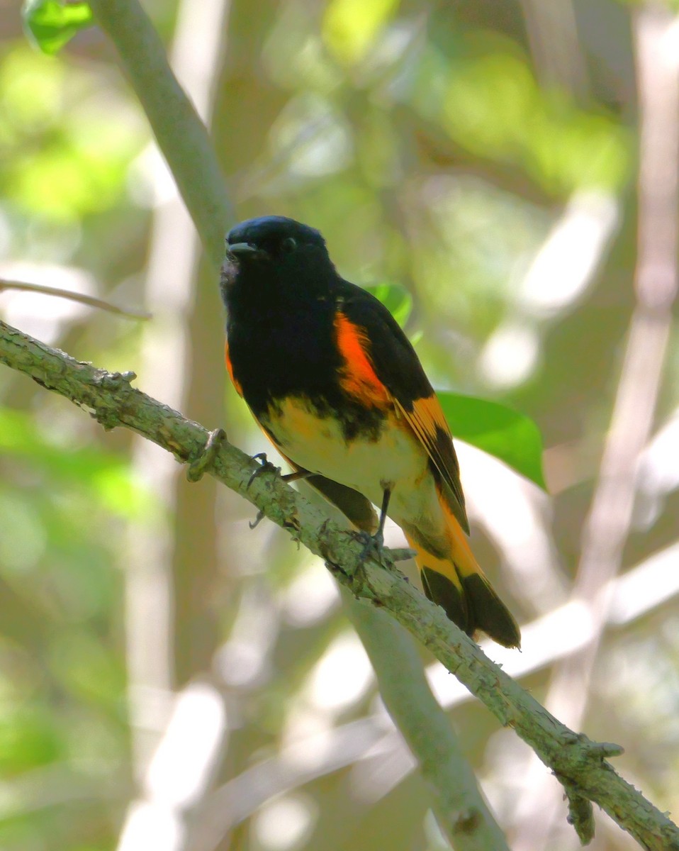 American Redstart - ML636267082