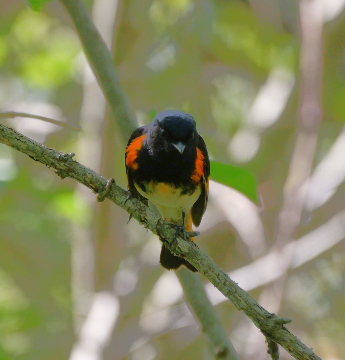 American Redstart - ML636267084