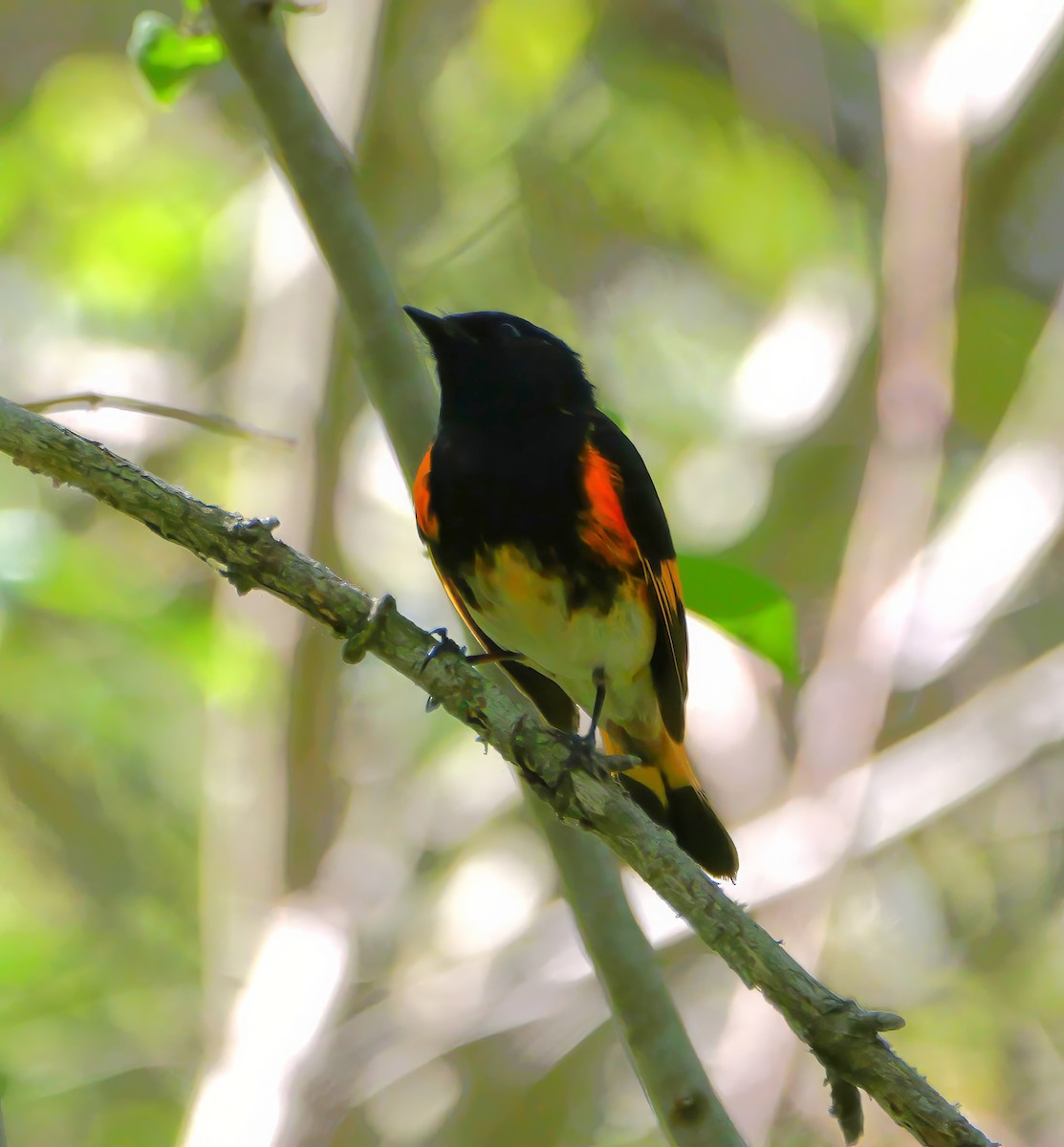 American Redstart - ML636267085