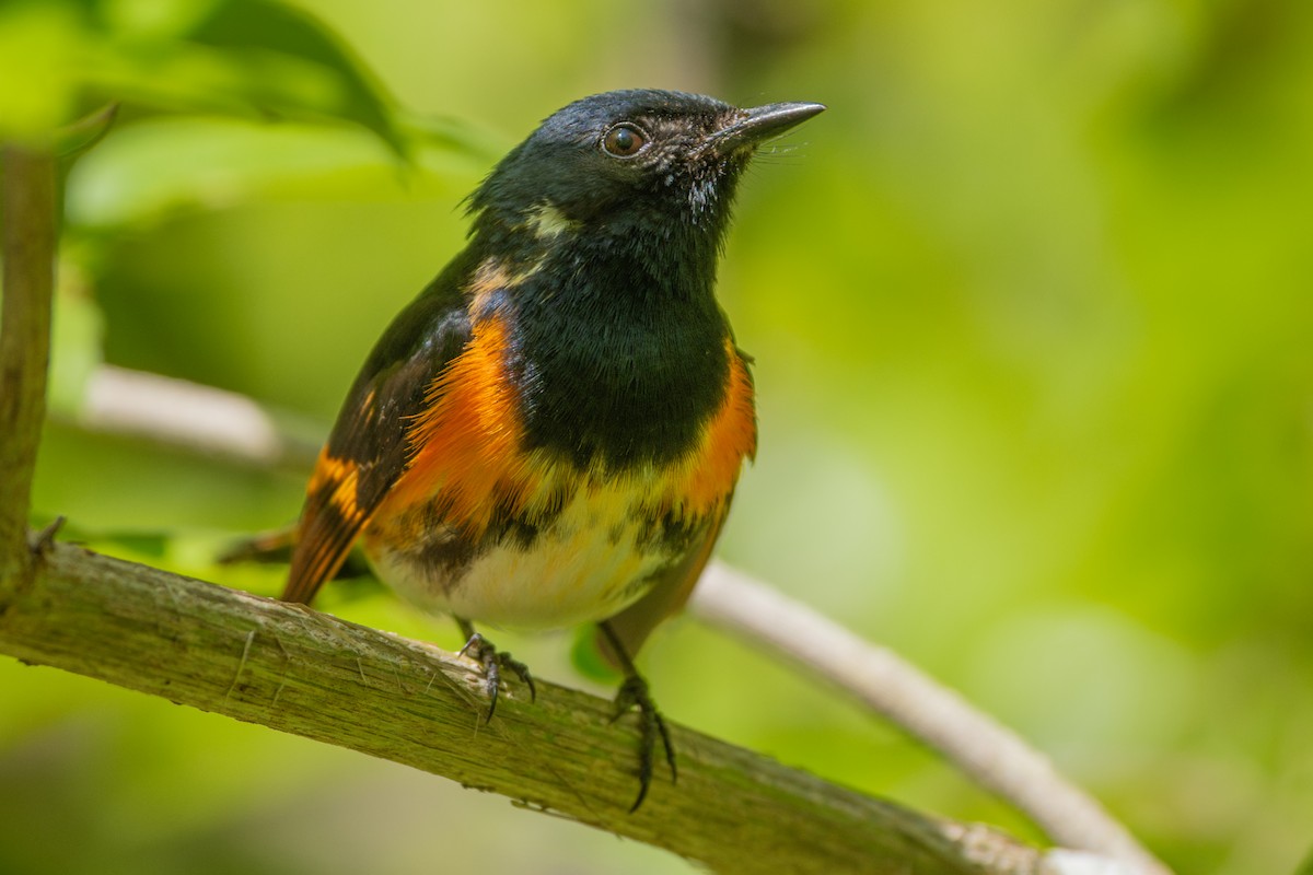 American Redstart - ML636267124