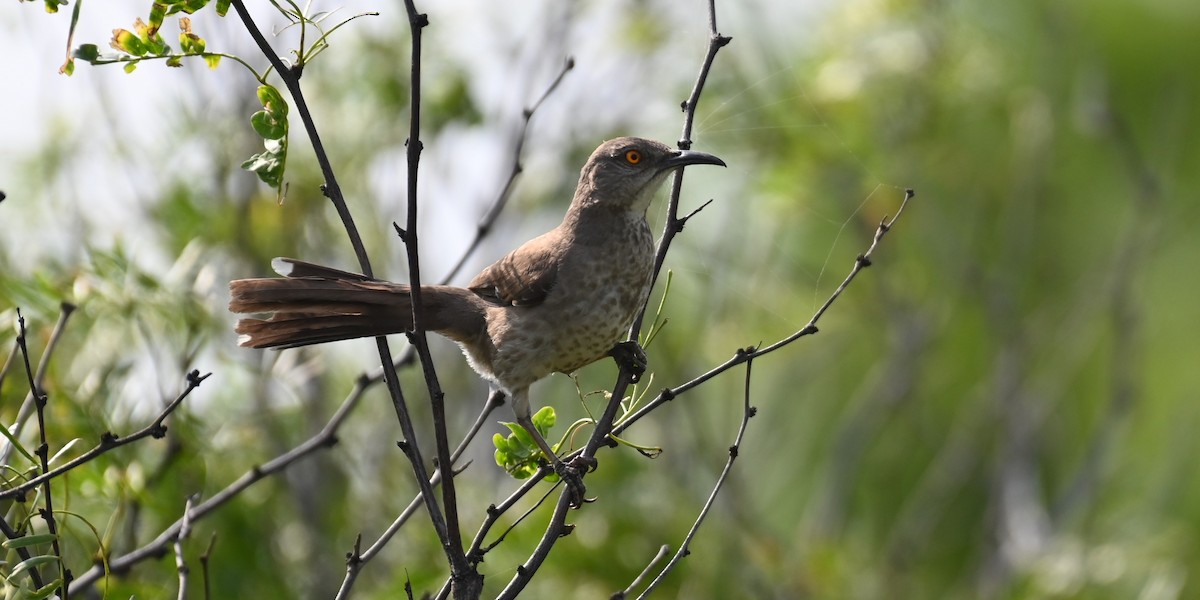 Curve-billed Thrasher - ML636267183