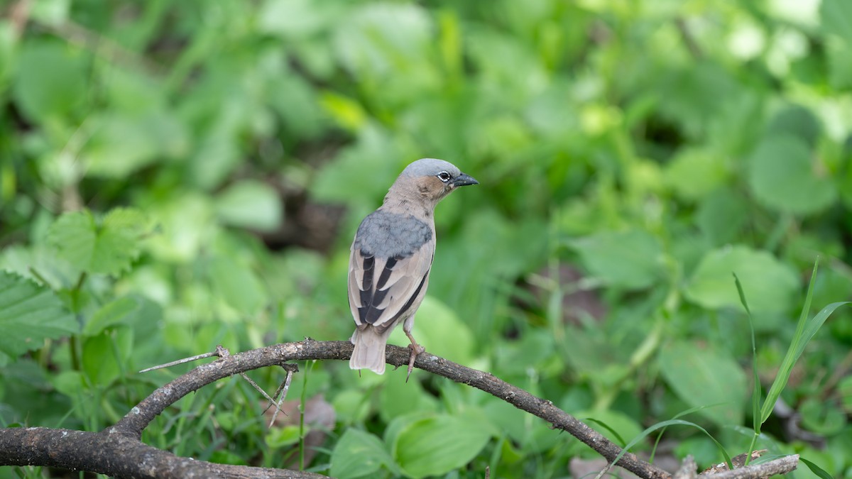 Gray-capped Social-Weaver - ML636267191