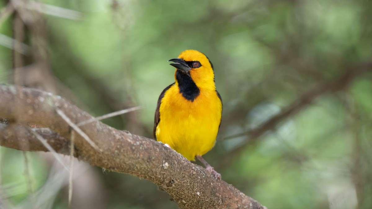 Black-necked Weaver - ML636267201