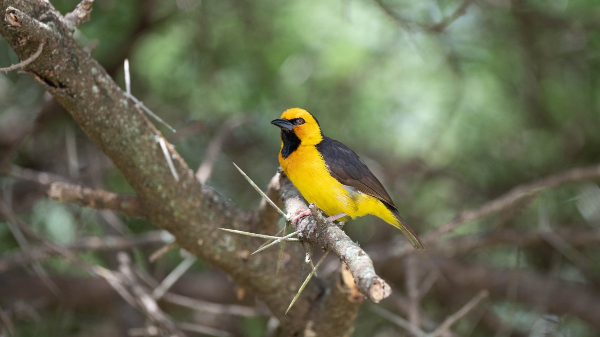 Black-necked Weaver - ML636267202