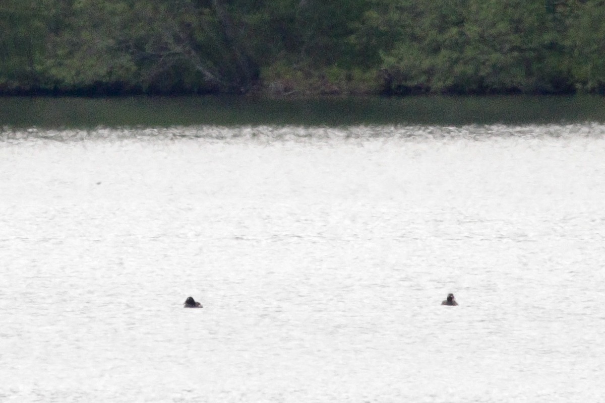 White-winged Scoter - ML636267246