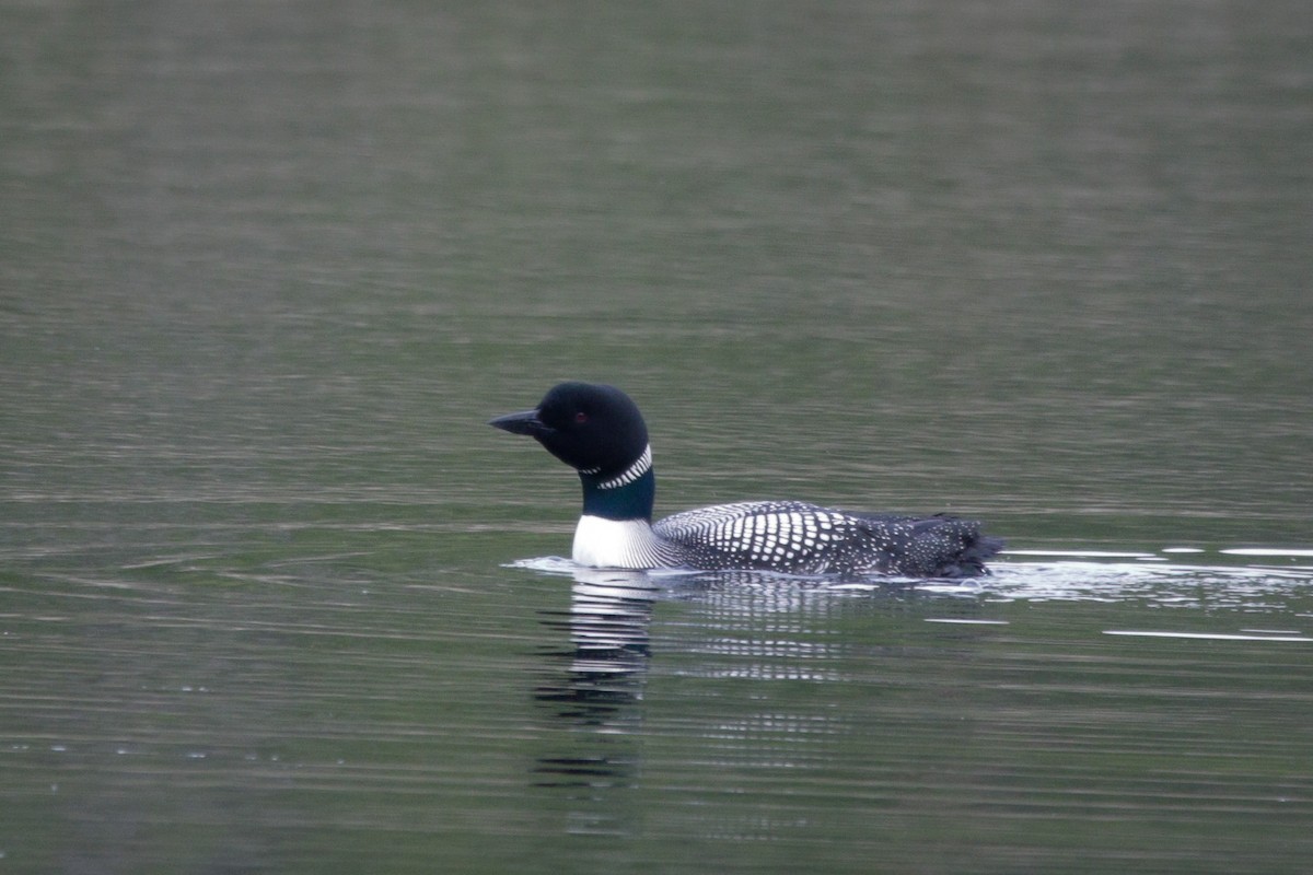 Common Loon - ML636267250