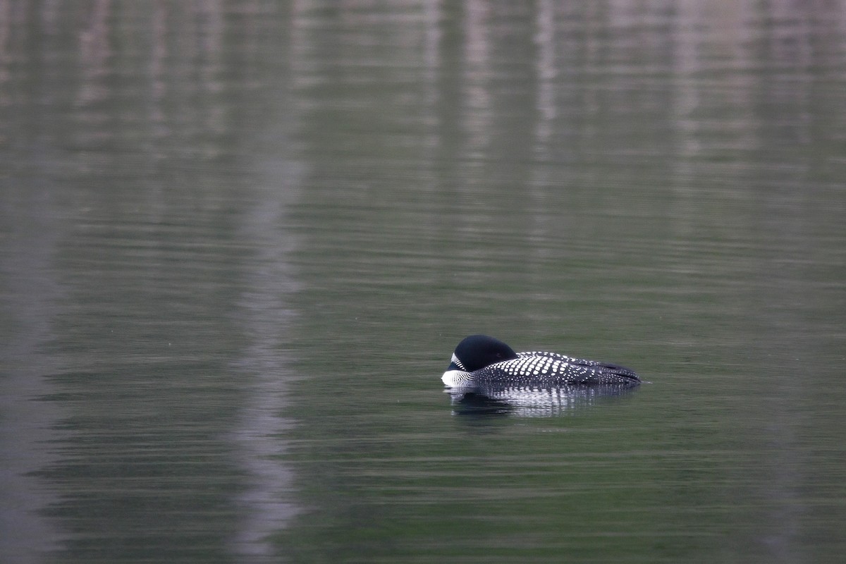 Common Loon - ML636267251