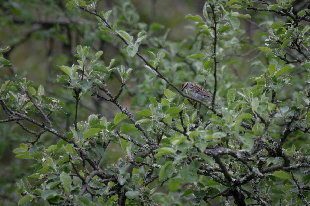 Chipping Sparrow - ML636267261