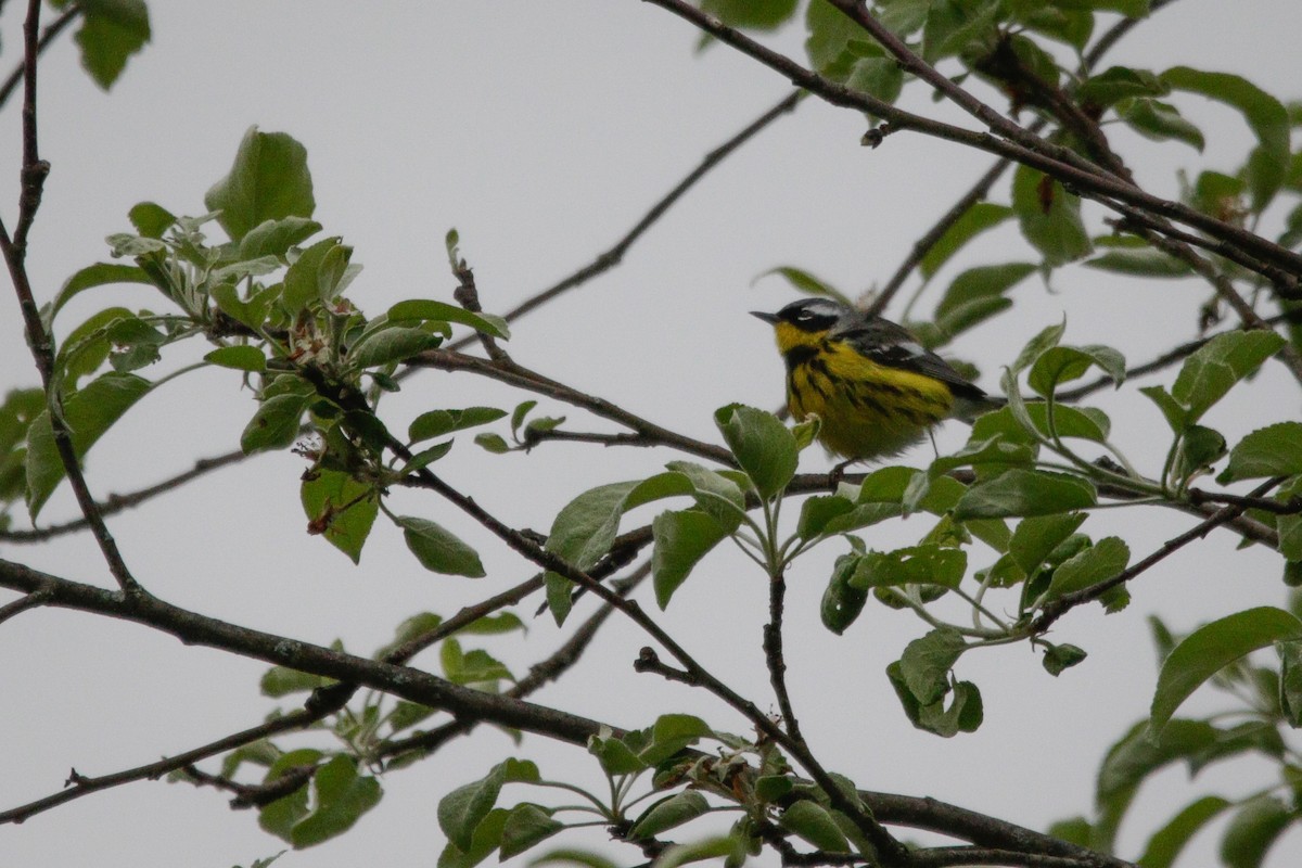 Magnolia Warbler - ML636267265