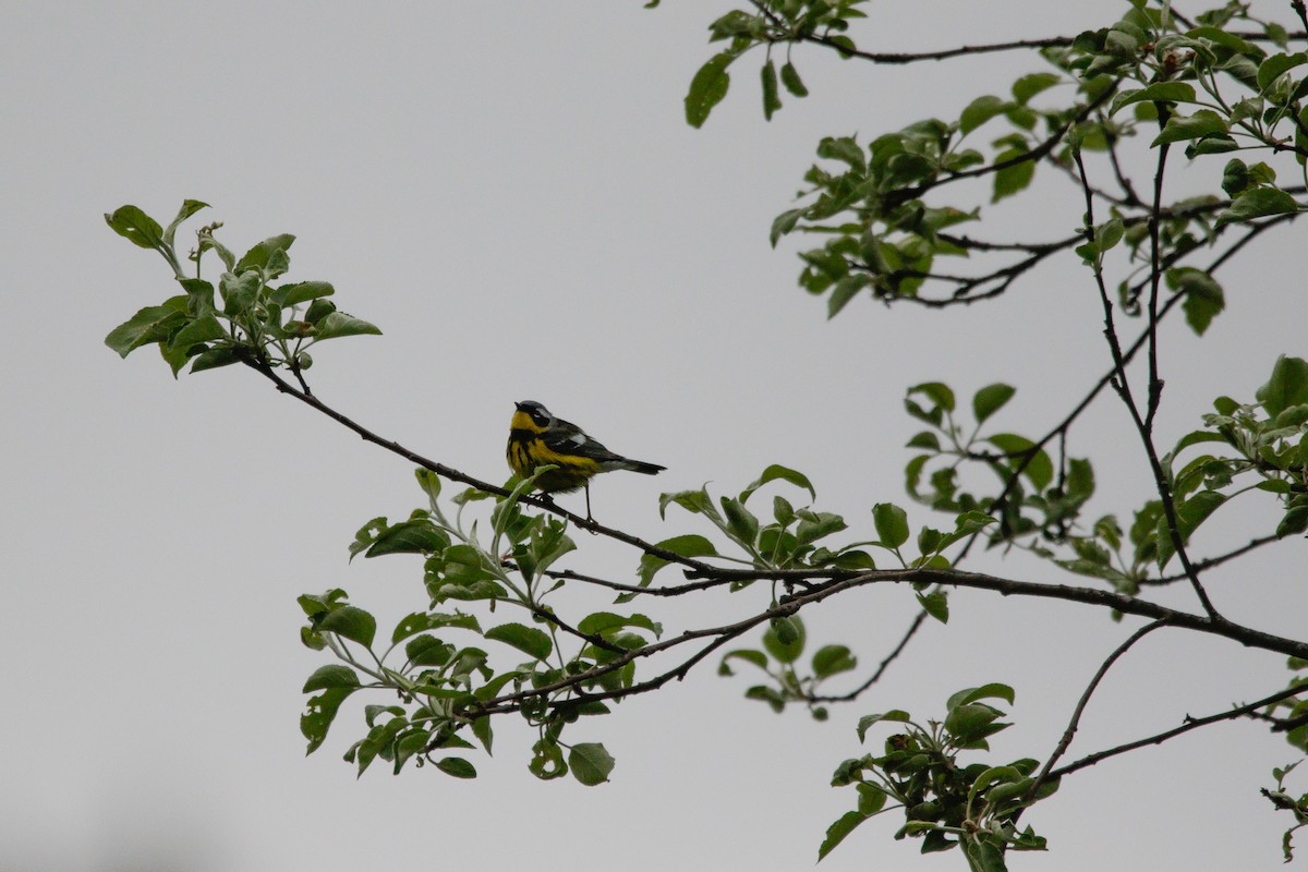Magnolia Warbler - ML636267266
