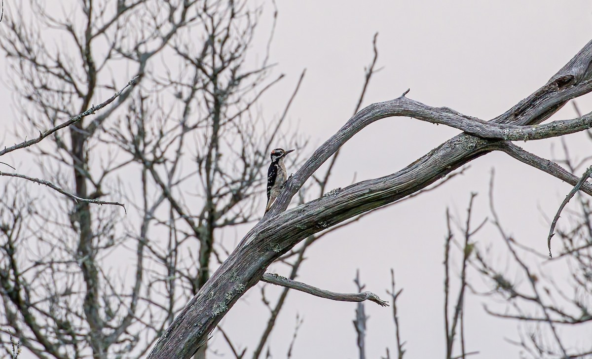 Hairy Woodpecker - ML636267289