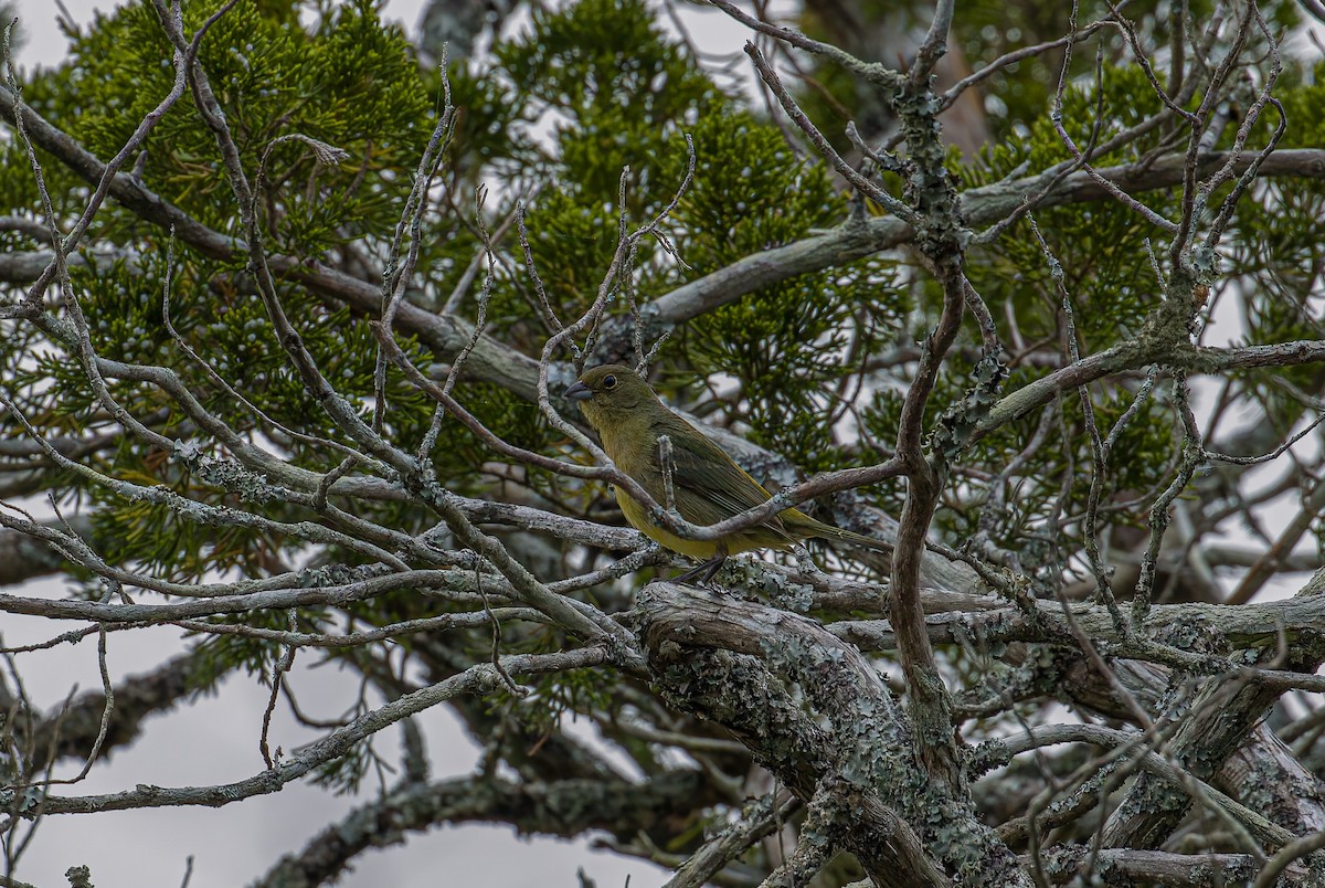 Painted Bunting - ML636267305